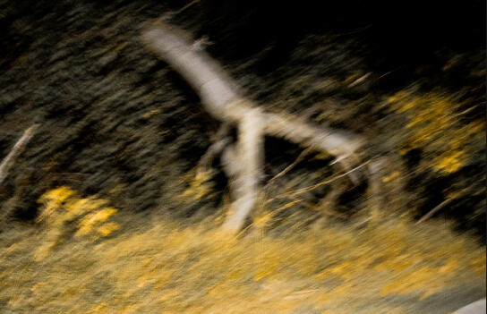 "Strolling Shrubs" (2025)