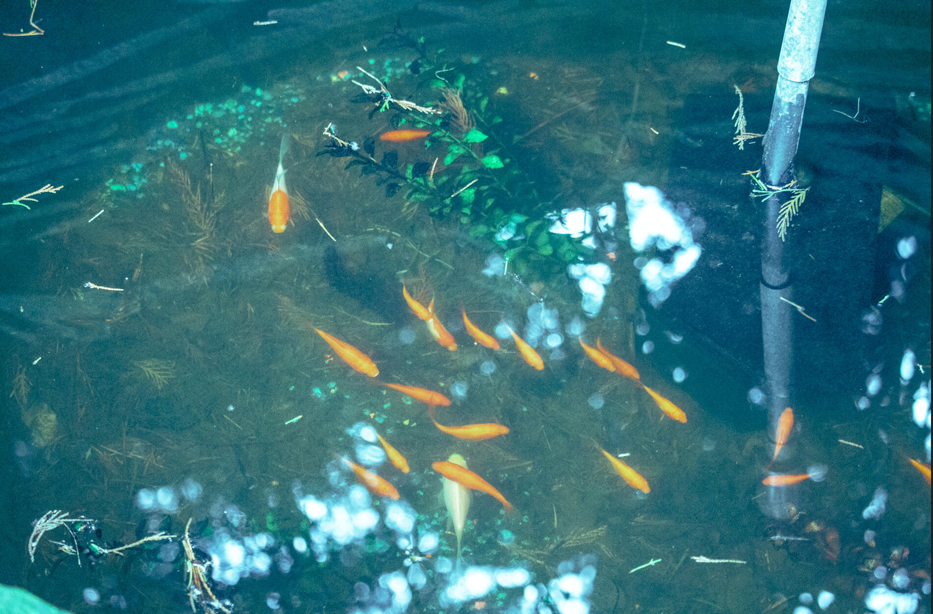 *"Dad's Koi Pond" (2025)