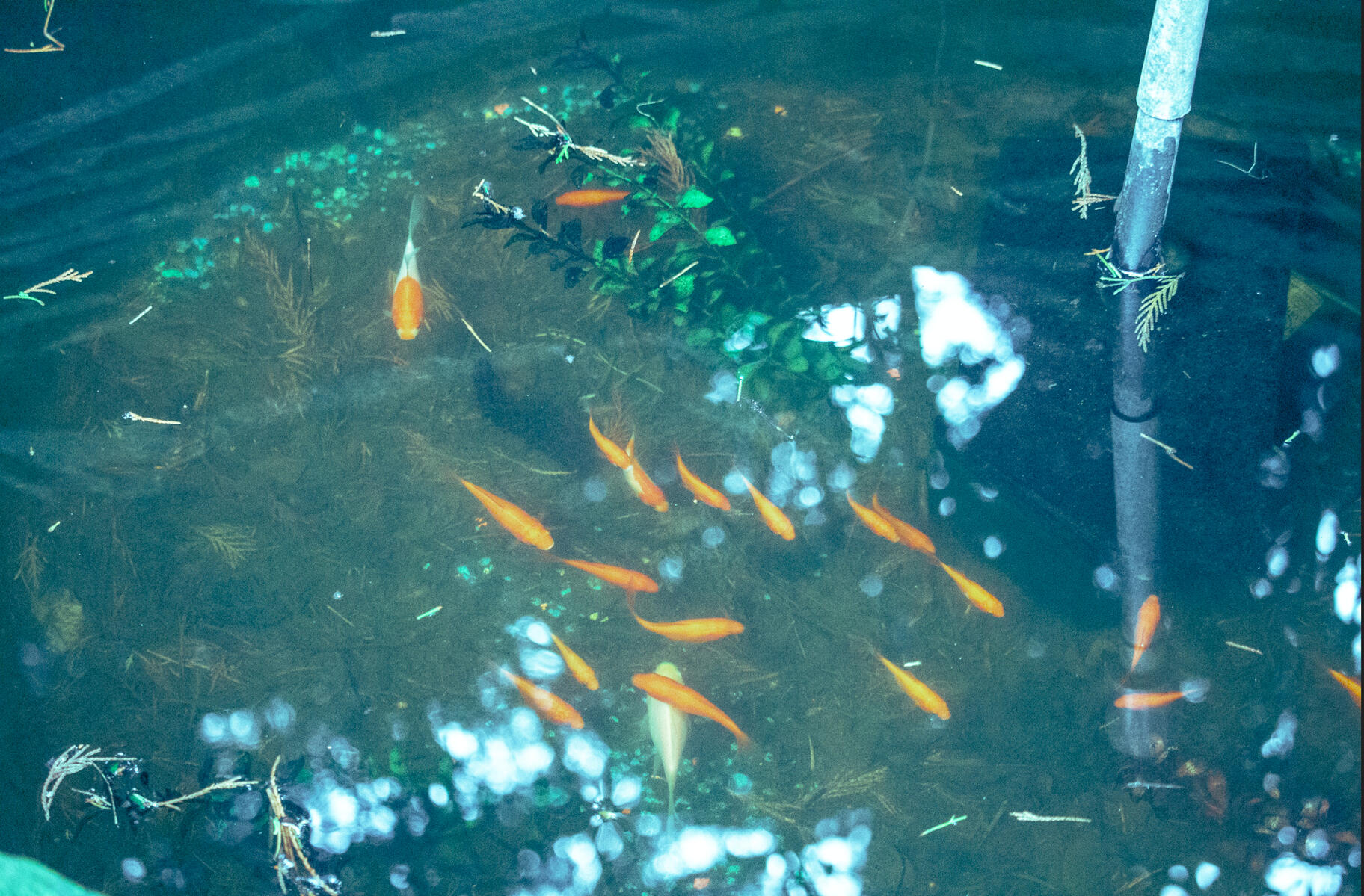 *"Dad's Koi Pond" (2025)