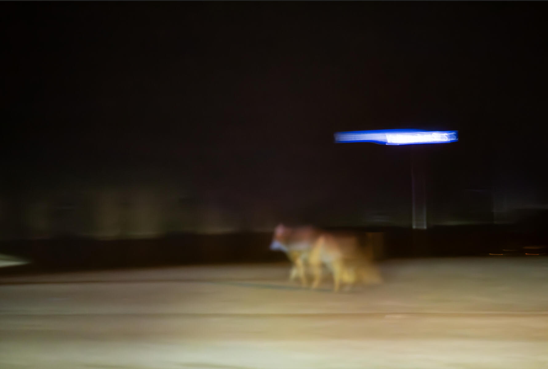 *"Phantom Fox" (2025)