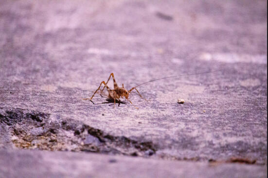 &quot;Bug&quot; (2025)